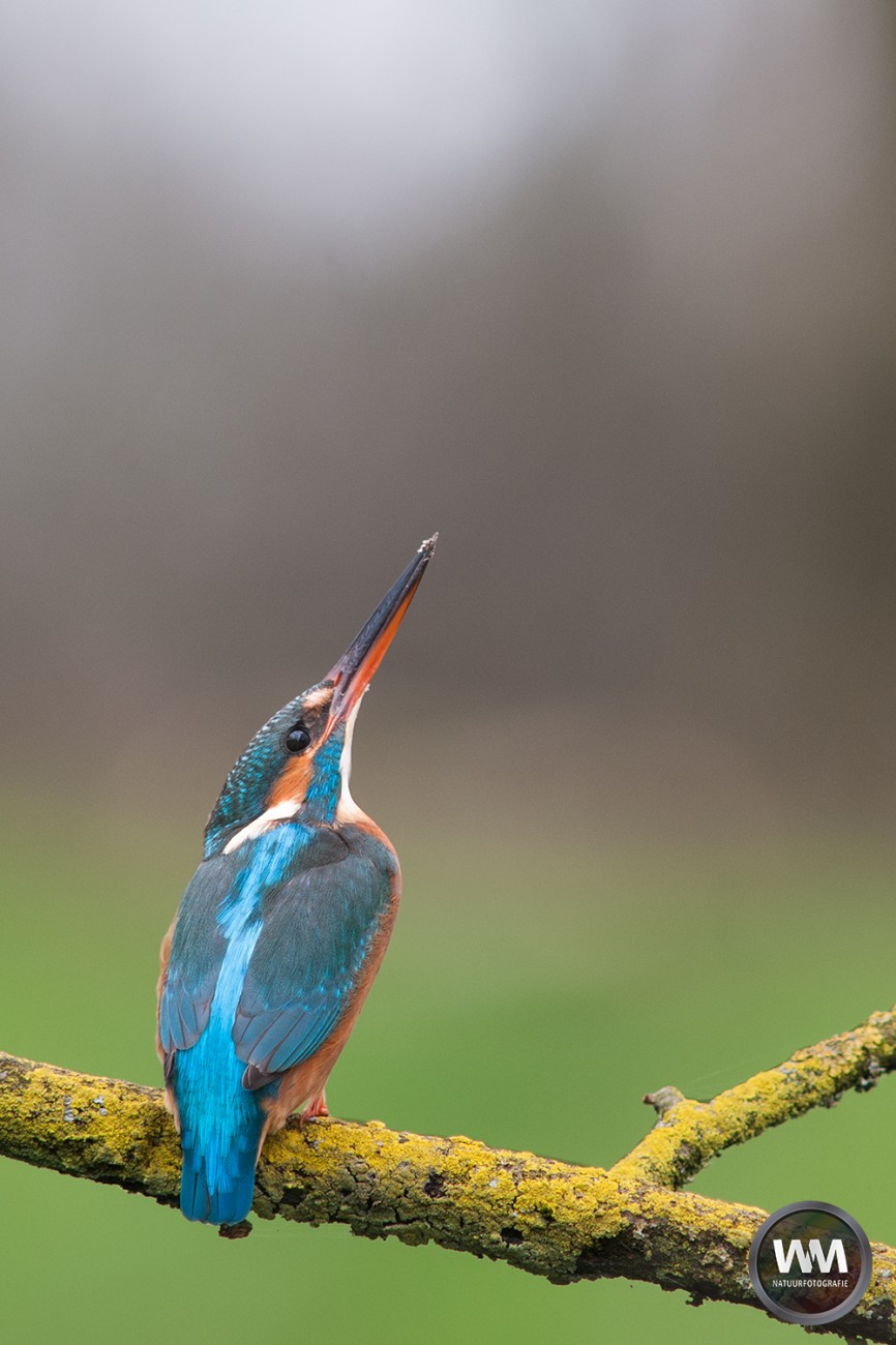 ijsvogel