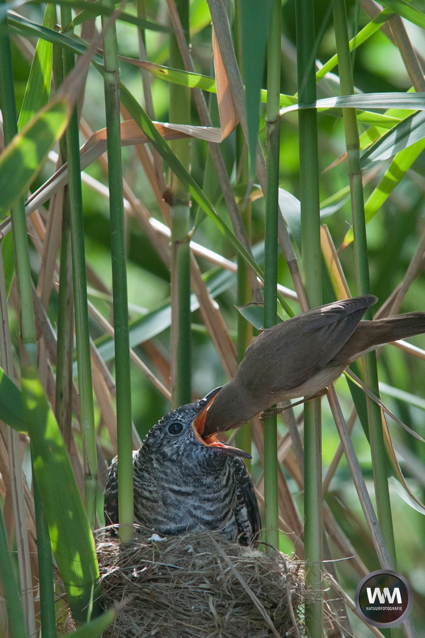 Koekoek karakiet 2 | WM NatuurfotografieWM Natuurfotografie